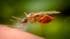 Antibody Drug Tested as New Tool against Malaria