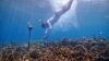 Scientists Listen to Coral to Learn About Its Health