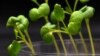 New Artificial Photosynthesis Process Can Grow Plants in the Dark