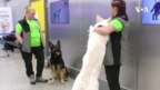 嗅探犬探測新冠病毒潛力可觀