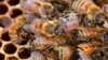 Beekeepers want to keep the parasitic varroa mite, the little brown spot seen on the bee, out of their hives. (BugMan50 Brad Smith, Creative Commons)