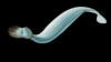 Scientists Discover Fossil of Strange Sea Worm