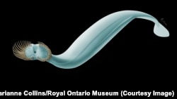 Capinatator praetermissus was an ancient sea worm that ate smaller creatures like shrimp. Fossils of the worm were found in British Columbia.