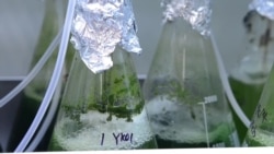 Researchers Test Biofuel in Hong Kong--Click to Expand