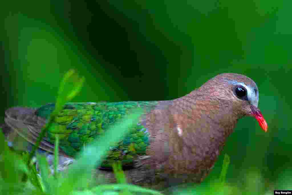 The evergreen habitat emerald dove is from O'ramis Resort in Mondulkiri province. (Photo by Suy Senglim)