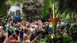Visitors crowd around a "corpse flower" hoping to smell. It smells like rotting flesh. This photo was taken on July 22, 2013, at the U.S. Botanic Garden in Washington. (AP Photo/Jacquelyn Martin)