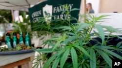 2017年9月28日加利福尼亚州家庭农场展出的大麻植物
