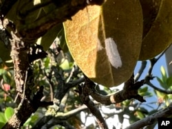 This July 5, 2023, image provided by Jessica Damiano shows a scale insect under a rhododendron leaf on Long Island, N.Y. (Jessica Damiano via AP)