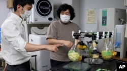 Japan Food Cement