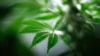 Marijuana Becomes Legal in DC and Oregon