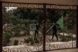 In this Feb. 14, 2020 photo, Egyptian Vets for Animal Care, the country's first spay and neuter program based carry nets to catch dogs and give them rabies shots, in Cairo, Egypt. (AP Photo/Nariman El-Mofty)