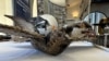 Researchers Study with the Aid of Dead Birds