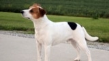 The Danish-Swedish farmdog is the latest dog in the American Kennel Club's list of recognized breeds. The recognition will permit the breed to seek best in show awards at many competitive dog events. 