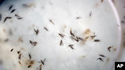 FILE - In this Feb. 11, 2016 file photo of aedes aegypti mosquitoes are seen in a mosquito cage at a laboratory in Cucuta, Colombia.