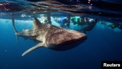 FILE - Snorkelers swim with a whale shark, the world's largest fish, at Maldives' South Ari Atoll August 27, 2012. (REUTERS/David Loh/File Photo)