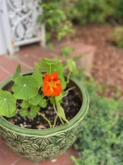 Nasturtium is a commonly eaten flower. It grows well in difficult conditions. Washington, DC resident Elizabeth Lyttleton grows them in a pot on her porch step and uses them in dishes for her family. (Photo: Elizabeth Lyttleton)