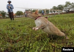 A rat being trained by the Cambodian Mine Action Centre (CMAC) is pictured on an inactive landmine field in Siem Reap province July 9, 2015.
