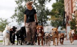 Kathleen Chirico walks several dogs as part of her daily routine as a dog walker, Wednesday, Sept. 30, 2015, in Hoboken, N.J. (AP Photo/Julio Cortez)