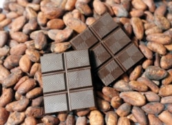 FILE - Finished dark chocolate is shown atop cacao beans at the new TCHO chocolate factory in San Francisco, Calif., Monday, Aug. 25, 2008.(AP Photo/Eric Risberg)