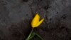 Amsterdam Tulips Unwanted in Time of Coronavirus