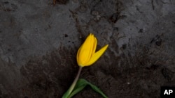 A wilted tulip lies discarded outside a flower farm in Lisse, near Amsterdam, Netherlands, Thursday, March 19, 2020. 