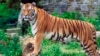Many Animals Staying Awake at Night to Avoid People