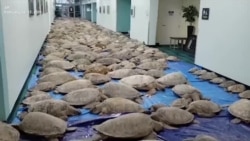 Texas Sea Turtles Rescue