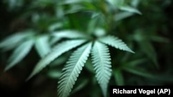 This August 15, 2019 file photo shows a marijuana plant in an indoor cannabis farm in Gardena, California.
