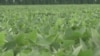 Conservation Farming Means Healthy Soil and Profits