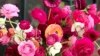 Grow Cutting Garden for Flowers Indoors All Season Long