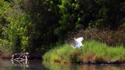 A pelican flies over Divjaka-Karavasta Lagoon, western Albania, Tuesday, June 22, 2021. The pandemic has brought one good thing to the Divjaka-Karavasta Lagoon in western Albania - calmness for the pelicans and increase of their numbers.