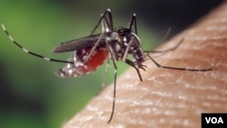 A mosquito carrying dengue fever