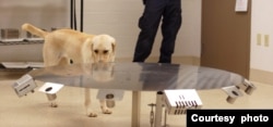 A cancer detection dog in training at the Penn Vet Working Dog Center at the University of Pennsylvania. (Courtesy of Penn Vet Working Dog Center)