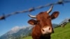 We Can Thank Cows for ‘Vaccine’