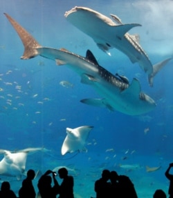 FILE - Whale sharks swim with other fish as visitors look on in a fish tank with the world's largest glass acrylic window at the Okinawa Churaumi Aquarium in Motobu town on the southern Japanese island of Okinawa February 10, 2007. (REUTERS/Issei Kato)