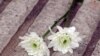 jasmine_flowers