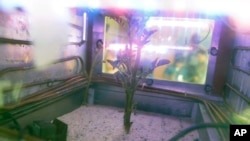 In this March 16, 2017 photo, a potato plant grows inside a Mars simulator in Lima, Peru. The simulator mimicks the harsh conditions found on Mars. (AP Photo/Martin Mejia)