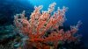 Scientists Warn of Threat to Coastal Reefs
