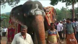 Annual 'Rejuvenation' Camp for Elephants Belonging to Temples