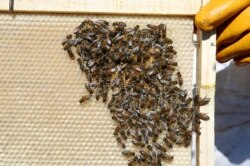 Bees are seen at an apiary, in Casablanca, Chile October 4, 2019. Picture taken October 4, 2019. REUTERS/Rodrigo Garrido