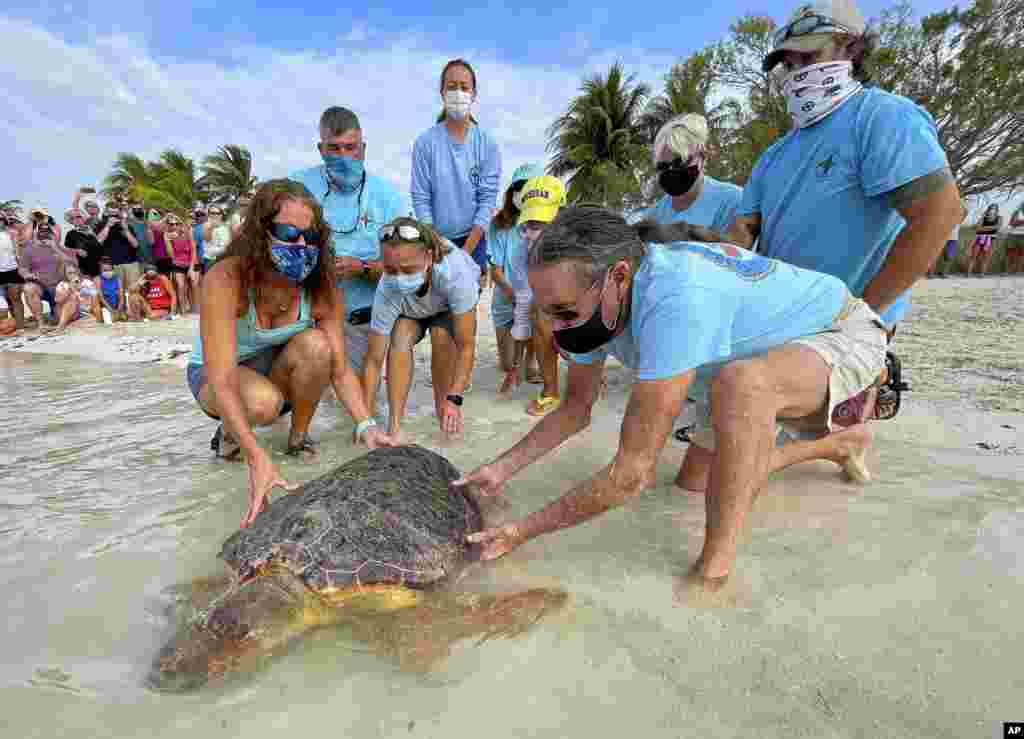In this photo provided by the Florida Keys News Bureau, Bette Zirkelbach, front left, and Richie Moretti, front right, manager and founder respectively of the Florida Keys-based Turtle Hospital, release "Sparb," a sub-adult loggerhead sea turtle, at Sombrero Beach in Marathon, Florida.