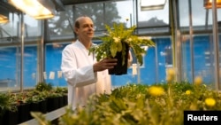 FILE - Dirk Pruefer checks dandelion plants at a greenhouse at the Fraunhofer Institute for Molecular Biology and Applied Ecology (IME) in Muenster, Germany, 2014. (REUTERS/Ina Fassbender )