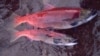 Alaska’s Salmon Becoming Smaller 