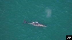 This photo by Orla O'Brien shows a gray whale south of Nantucket, Massachusetts, on March 1, 2024. (Orla O'Brien/New England Aquarium via AP)