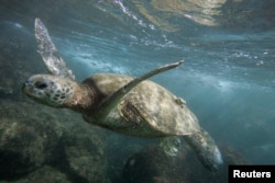 A green sea turtle is seen off the coast of Oahu, Hawaii in 2006.