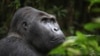 Ebola Kills More Than Humans