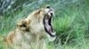 Fighting for Lions in Zimbabwe