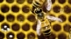 Scientists in Poland Work to Save Honeybees