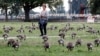 Study: Non-Native Species to Rise Sharply by 2050