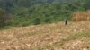 Land-Use Changes May Increase Risk of Plague 